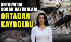 Antalya’da sokak hayvanları ortadan kayboldu
