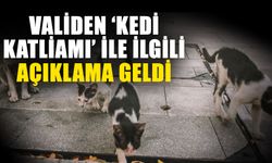 Validen ‘Kedi katliamı’ ile ilgili açıklama geldi