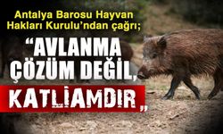 Antalya Barosu Hayvan Hakları Kurulu’ndan çağrı; “Avlanma çözüm değil, katliamdır”