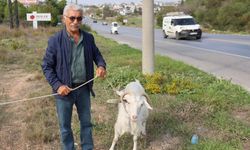 71 Yaşındaki emekli Aslan Arslan Aydın’da keçileri ile tatil yapıyor