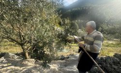 88 yaşındaki Emine nine zeytin hasadında