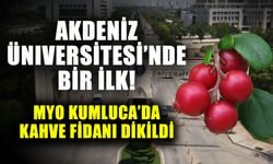 Akdeniz Üniversitesi’nde bir ilk! MYO Kumluca’da kahve fidanı dikildi