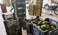 Alanya avokadosunda rekolte beklentisi 150 milyon adet