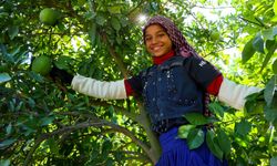 Adana'da portakal hasadı başladı… 360 bin ton rekolte bekleniyor