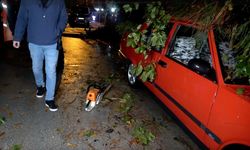 Antalya'da yağmur ve şiddetli rüzgar 10 metrelik ağacı devirdi