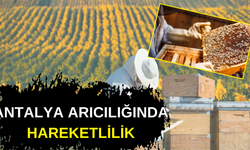 Antalya balında sezon başladı! Kışlatma bölgelerinden yaylalara verim yüksekliği bekleniyor