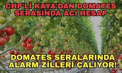 CHP'li Kaya'dan domates serasında acı hesap... Domates seralarında alarm zilleri çalıyor!