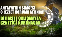 Antalya’nın simgesi o lezzet koruma altında! Bilimsel çalışmayla genetiği korunacak
