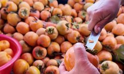 Denizli’nin cennet hurması bu kez cips olarak üretilecek