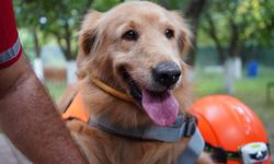 Evcil köpekler de arama kurtarma timlerinde yer alabilir