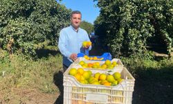 Finike'de portakal sezonu başladı, 250 bin ton rekolte bekleniyor