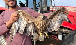 Hasadı bıraktı şahinin yardımına koştu