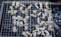 Kilosu etle yarışıyor: Japonların gözdesi sedir mantarı çıktı