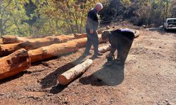 Karı-kocanın geçim kaynağı orman oldu