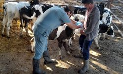 Karpuzlu’da hayvan sağlığı için çalışmalar sürüyor