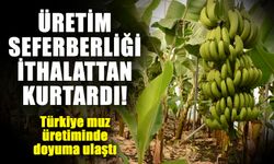 Üretim seferberliği ithalattan kurtardı! Türkiye muz üretiminde doyuma ulaştı