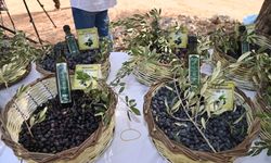 Manavgat’ta Zeytin ve Zeytinyağı Festivali’nin ikincisi başlıyor