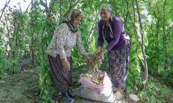 Mersin'de atalık tohumlar gelecek nesillere aktarılıyor