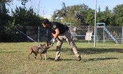 Narkotik köpeklerinin sıra dışı eğitimi; madde değil, oyuncağını arıyor