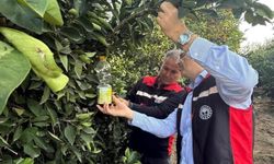 Narenciyede hasat başladı, Akdeniz meyve sineği ile mücadele hız kazandı