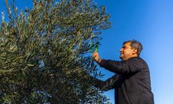 Antalya’da ilk zeytin hasadı başladı