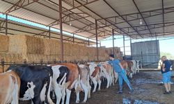 Aydın’da şap hastalığı için önlem alındı! Riskli mahallelerde aşı çalışmaları hızlandırıldı