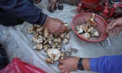 Sedir mantarının geleceği için uyarı