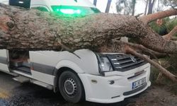 Muğla’da ilginç kaza... Seyir halindeki minibüsün üstüne ağaç devrildi