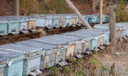 Sıcak bitmedi arılar çıldırdı