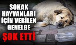 Sokak hayvanları için verilen genelge şok etti