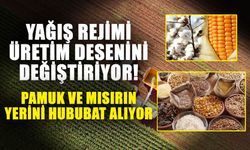 Yağış rejimi üretim desenini değiştiriyor! Pamuk ve mısırın yerini hububat alıyor