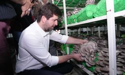 Tarsus’ta istiridye mantarı kursunda ilk hasat sevinci