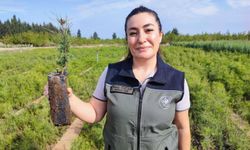 Yanan ormanlar üretilen milyonlarca fidanla yeşerecek