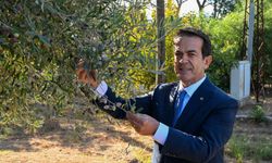 Antalya’nın sıvı altını yarışacak! Zeytinin izinde, kalitenin peşinde