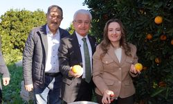 Antalya Büyükşehir Başkan Vekili Özdemir Finike’de portakal hasadına katıldı