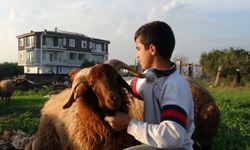 Antalya’da sesleri küçük çocuk duydu koyunlar kurtarıldı