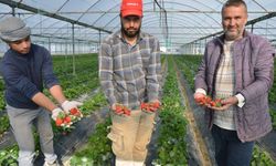 Antalya’nın kırmızı lezzetinin hasadı başladı