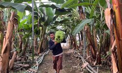 Antalya’nın o ilçesi dünyayı doyuruyor