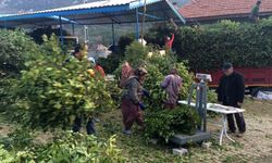 Antalya'da dik yamaçlarda toplanan Defne Yaprağı köylünün geçim kapısı oldu