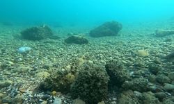 İstilacı istiridye ve midyeler, yerli deniz kestanelerinin yerini aldı