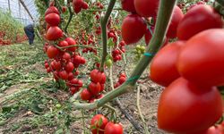 Kasım ayında domates ve sebze fiyat endeksinde büyük düşüş