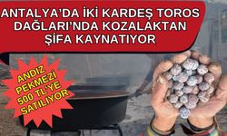 Antalya’da iki kardeş Toros Dağları’nda kozalaktan şifa kaynatıyor! Andız Pekmezi 500 TL’de satılıyor