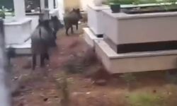 Marmaris'te domuzlar mezarlıklara dadandı