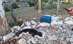 Marmaris’te kıyıya vuran yavru Akdeniz Foku koruma altına alındı