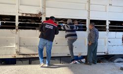 Şap karantinasının kurallarına uymadılar hayatlarının cezasını aldılar