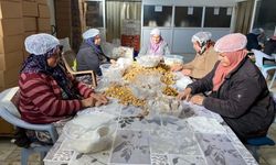 Türkiye'nin yüzde 33'ünü karşılayan Aydın Kestanesi, ihracata hazırlanıyor