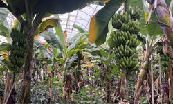 Alanya, Türkiye'nin muz ihtiyacının yüzde 40'ını karşılıyor
