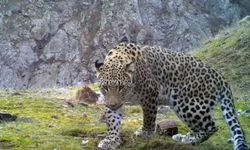 Anadolu parsına dokunan yandı! Avlanmaya rekor ceza