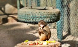 Antalya ‘Fıstık’a hayat oldu