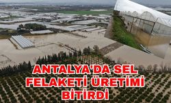 Antalya'da sel felaketi üretimi bitirdi